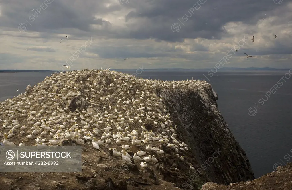 Scotland, East Lothian, Bass Rock. A colony of Northern Gannets (Morus bassanus) on The Bass Rock (The Bass), a volcanic rock in the Firth of Forth.