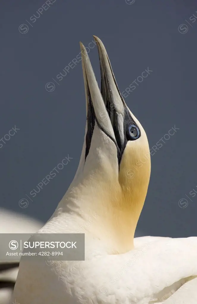 Scotland, East Lothian, Bass Rock. Northern Gannet (Morus bassanus), the largest member of the gannet family on The Bass Rock (The Bass), a volcanic rock in the Firth of Forth.