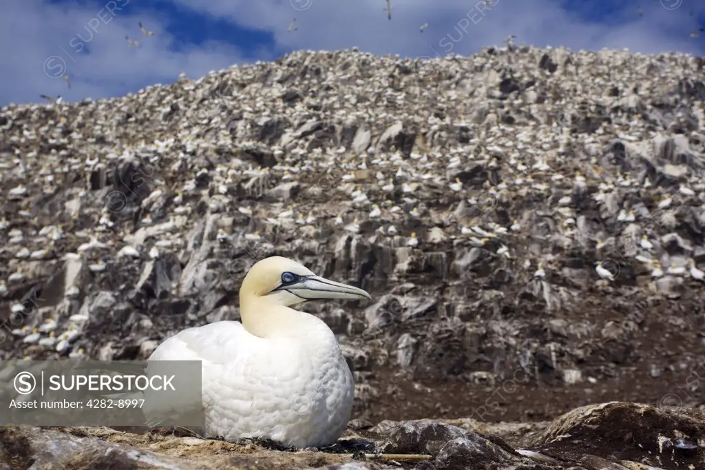Scotland, East Lothian, Bass Rock. Northern Gannet (Morus bassanus), the largest member of the gannet family, sitting on its nest on The Bass Rock (The Bass), a volcanic rock in the Firth of Forth.