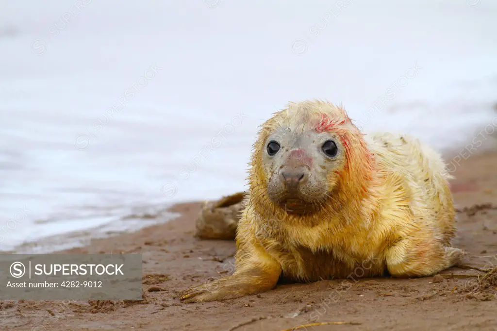 England, Lincolnshire, North Somercoates. Newborn grey seal (Halichoerus grypus) pup at Donna Nook, one of the most accessible sites for seeing seals at a time of breeding in the UK.