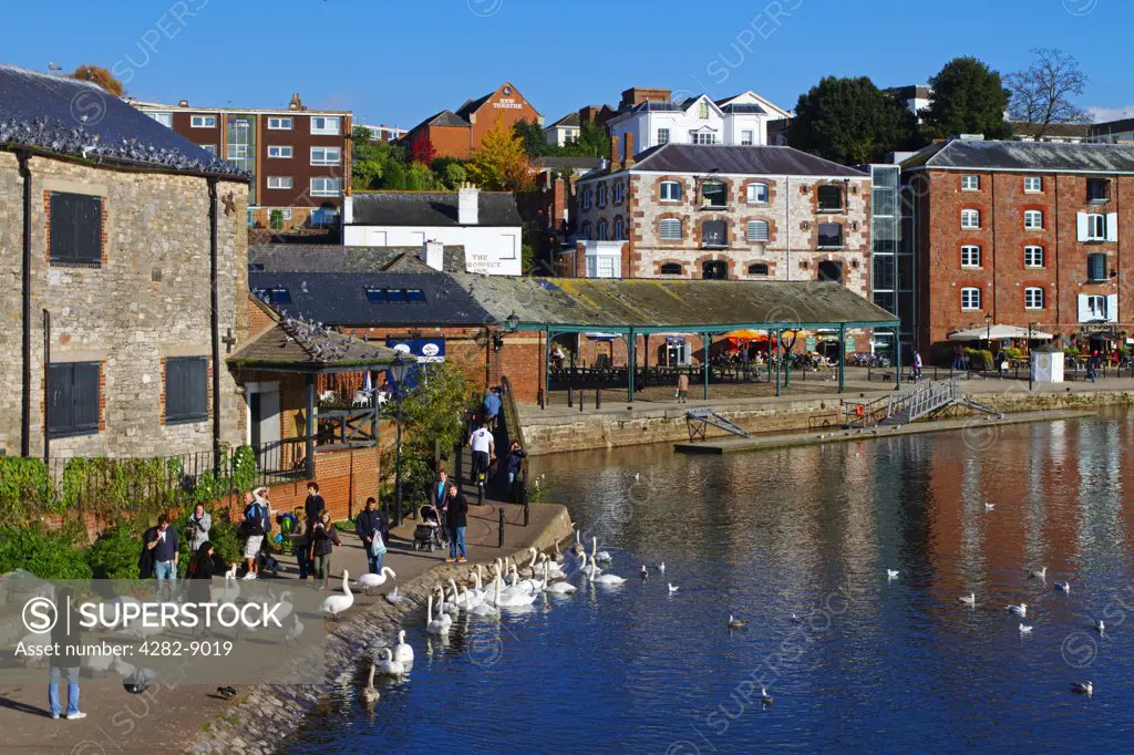 England, Devon, Exeter. People on the Exeter Quayside by the Rive Exe with a flock of swans.