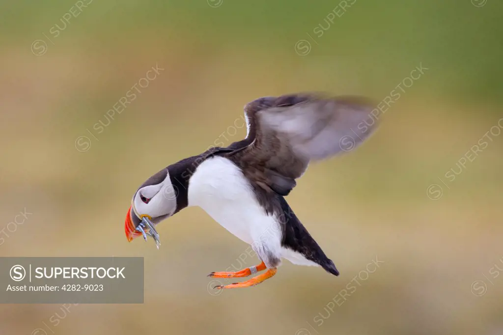 England, Northumberland, Farne Islands. An Atlantic Puffin (Fratercula arctica) flying with fish in its bill.