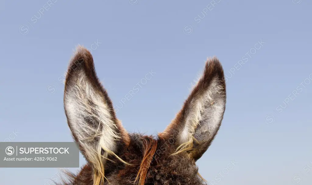 England, Warwickshire. The ears of a donkey.