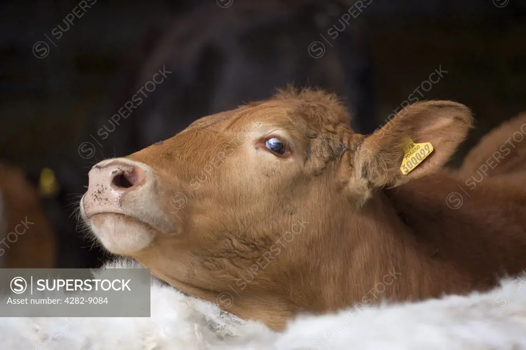 England, Northamptonshire, Addington. Aberdeen Angus/ South Devon Cross cattle.