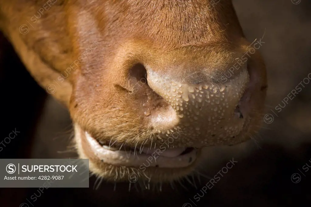 England, Northamptonshire, Addington. Close up of the nose and mouth of an Aberdeen Angus/ South Devon Cross cow.