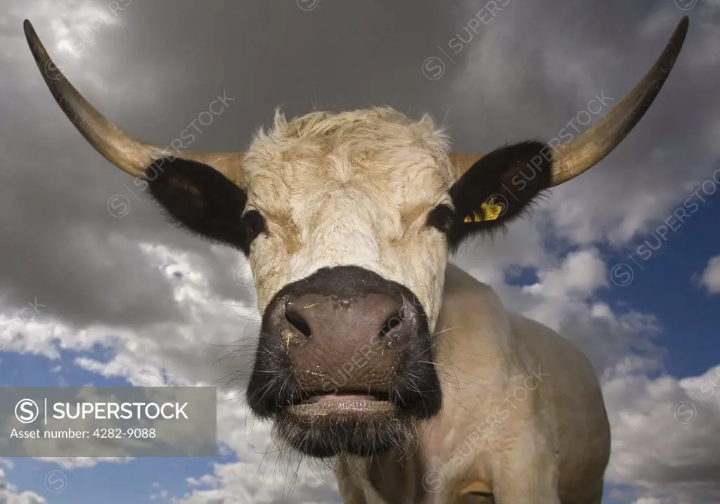 England, Northamptonshire, Addington. Close up of a horned, White Park cow.