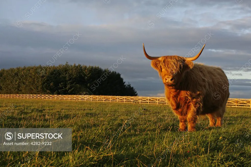 England, County Durham, Tow Law. A Highland cow standing in open farmland at Tow Law in County Durham.