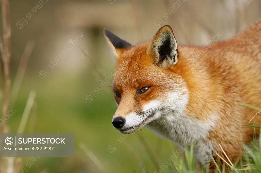 England, Surrey, West Clandon. Close-up of a red fox (vulpes vulpes).