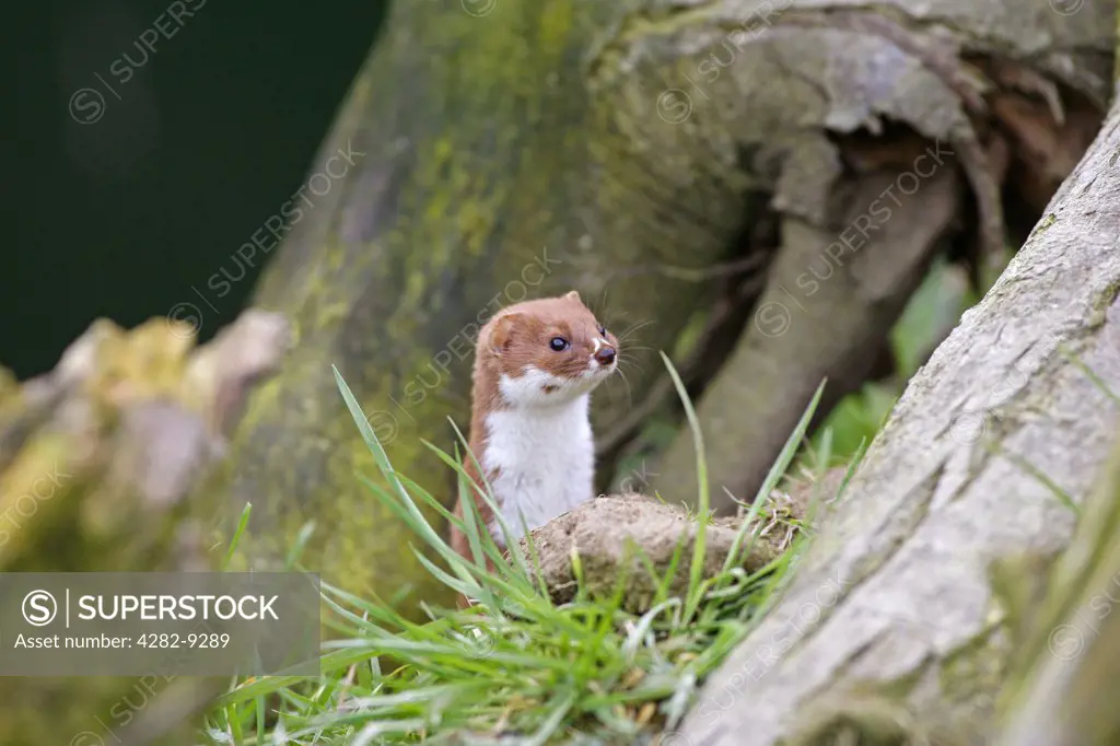 England, Surrey, West Clandon. Study of a weasel (Mustela nivalis).