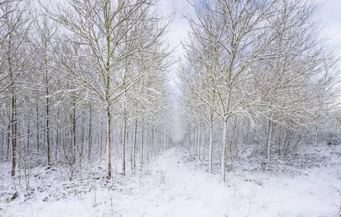 National Forest woodland in winter.