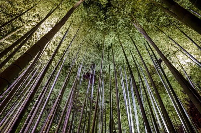 Bamboo forest in Kyoto at night.