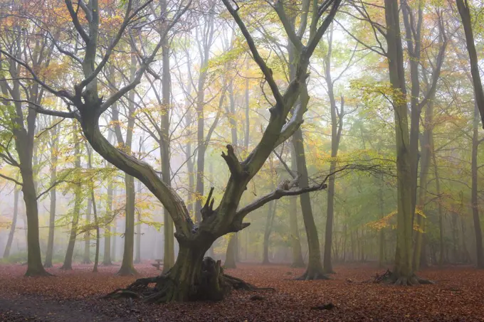 Foggy conditions in an autumnal woodland in Essex.