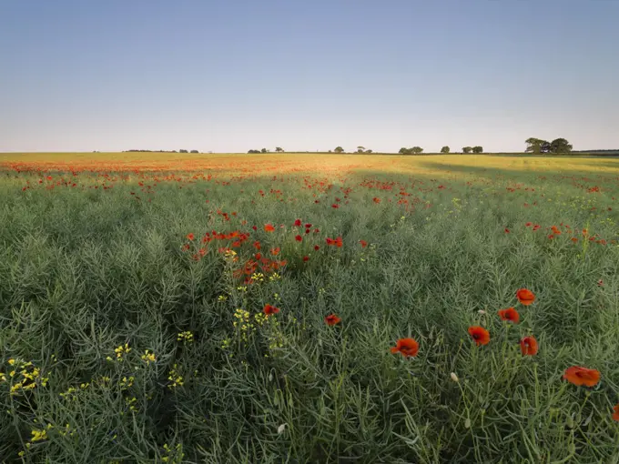 A view of poppies in a field in summer.