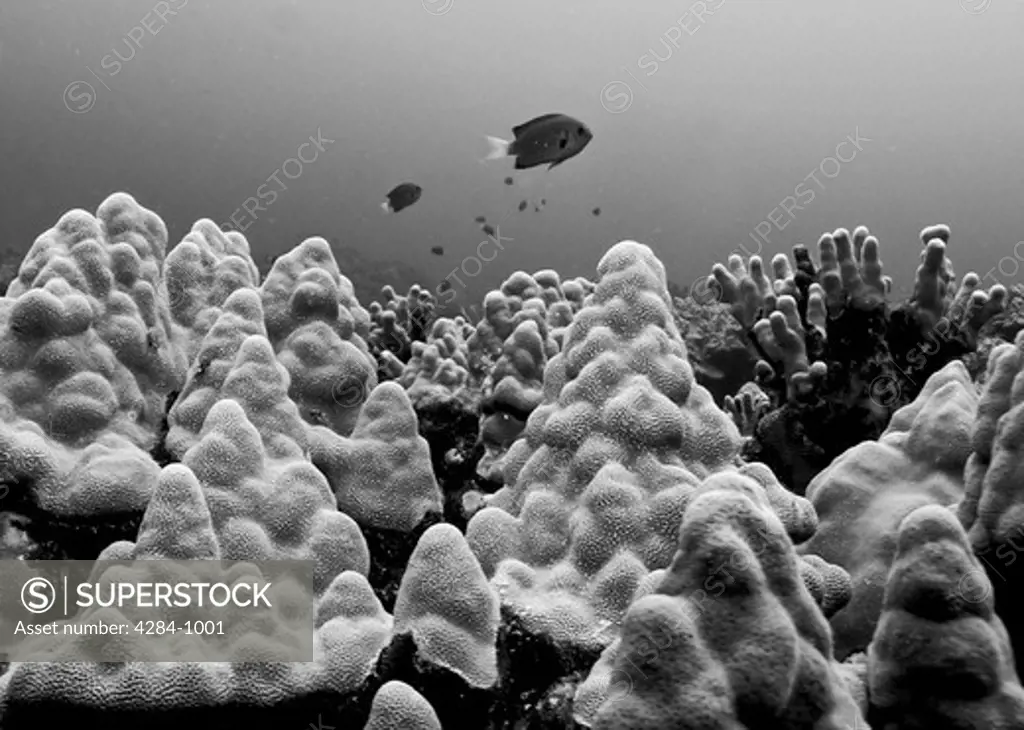 Underwater scene taken near Kona, Hawaii, USA