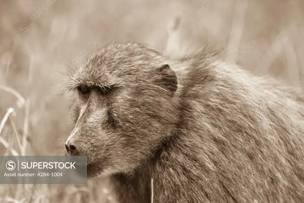 Chacma baboon (Papio ursinus), Timbavati Game Reserve, Limpopo Province, South Africa