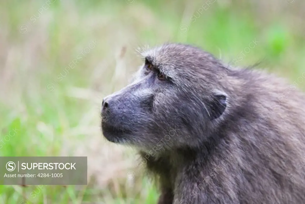 Chacma baboon (Papio ursinus), Timbavati Game Reserve, Limpopo Province, South Africa