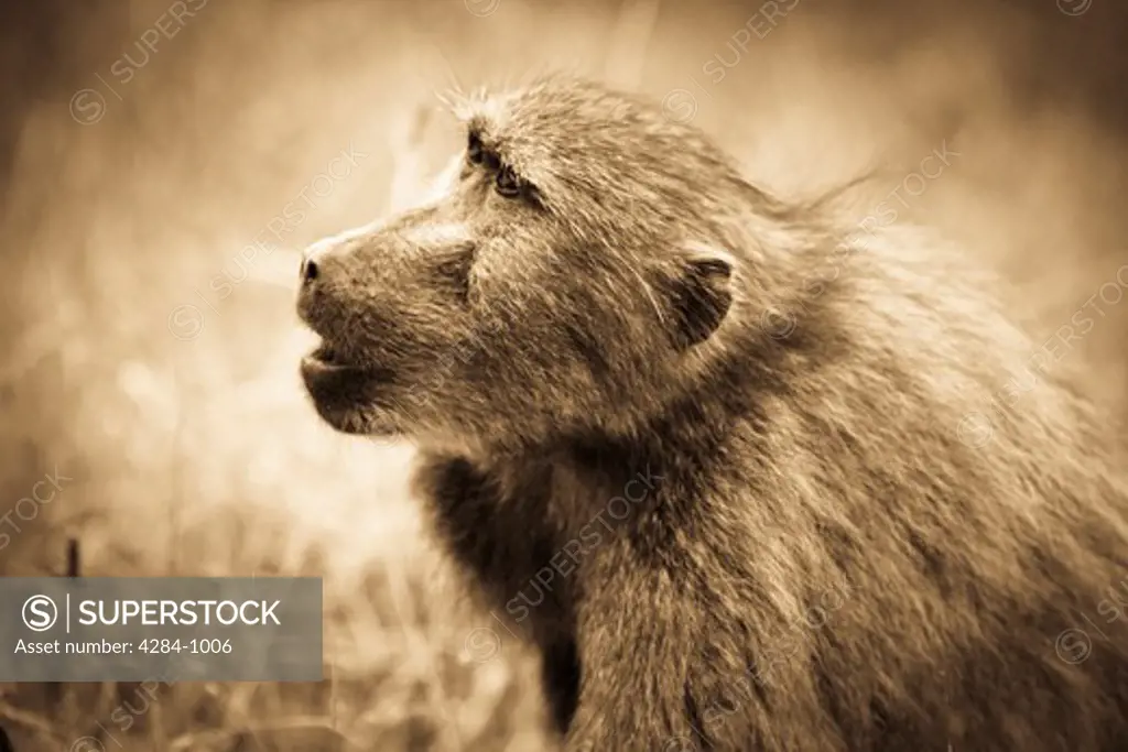 Chacma baboon (Papio ursinus), Timbavati Game Reserve, Limpopo Province, South Africa