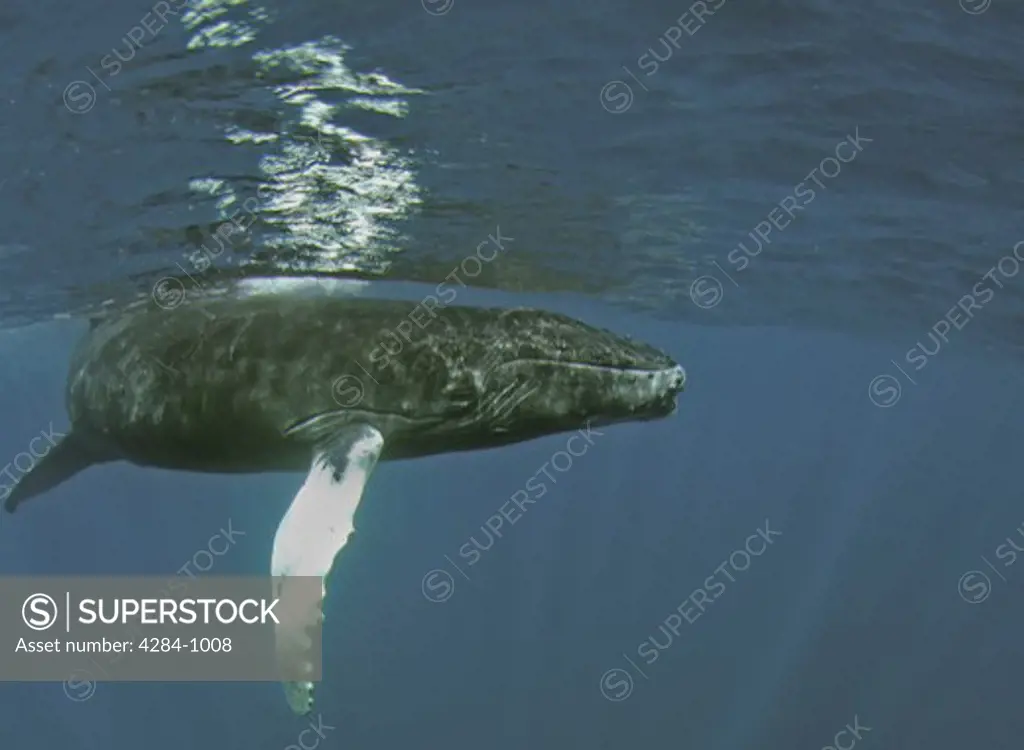 Humpback whale (Megaptera novaeangliae) underwater, Turks and Caicos Islands