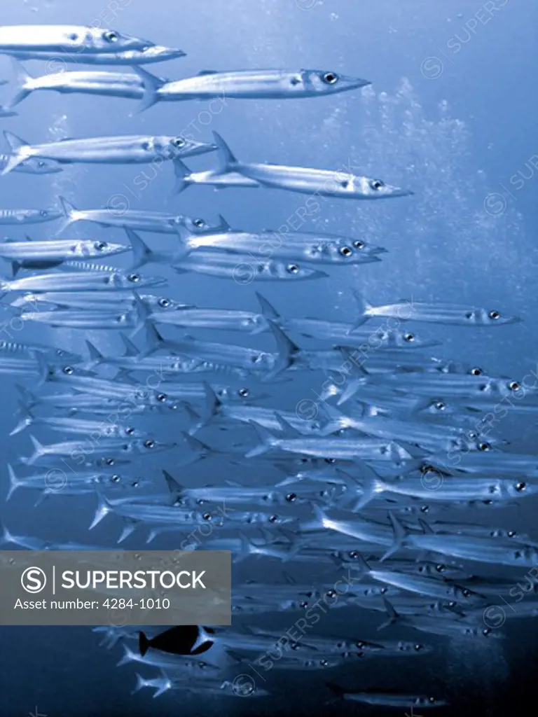 School of Great Barracuda (Sphyraena barracuda) fish underwater, Cocos Island, Costa Rica