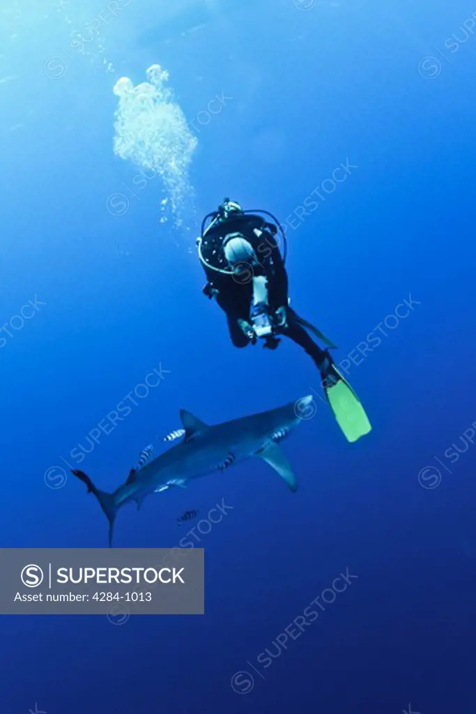 Blue shark (Prionace glauca) and a scuba diver underwater
