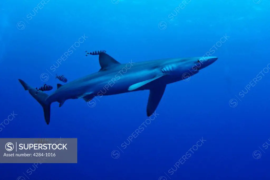 Blue shark (Prionace glauca) with small fish underwater