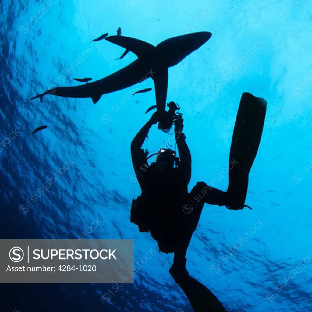 Scuba diver underwater photographing a Blue shark (Prionace glauca)