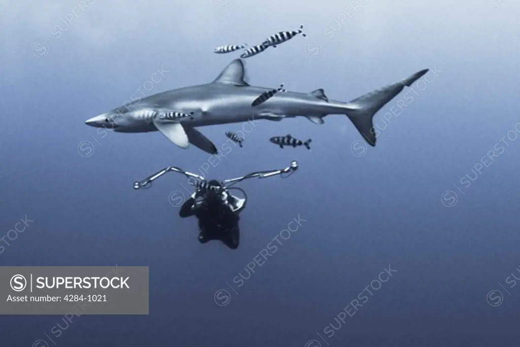 Scuba diver underwater photographing a Blue shark (Prionace glauca)
