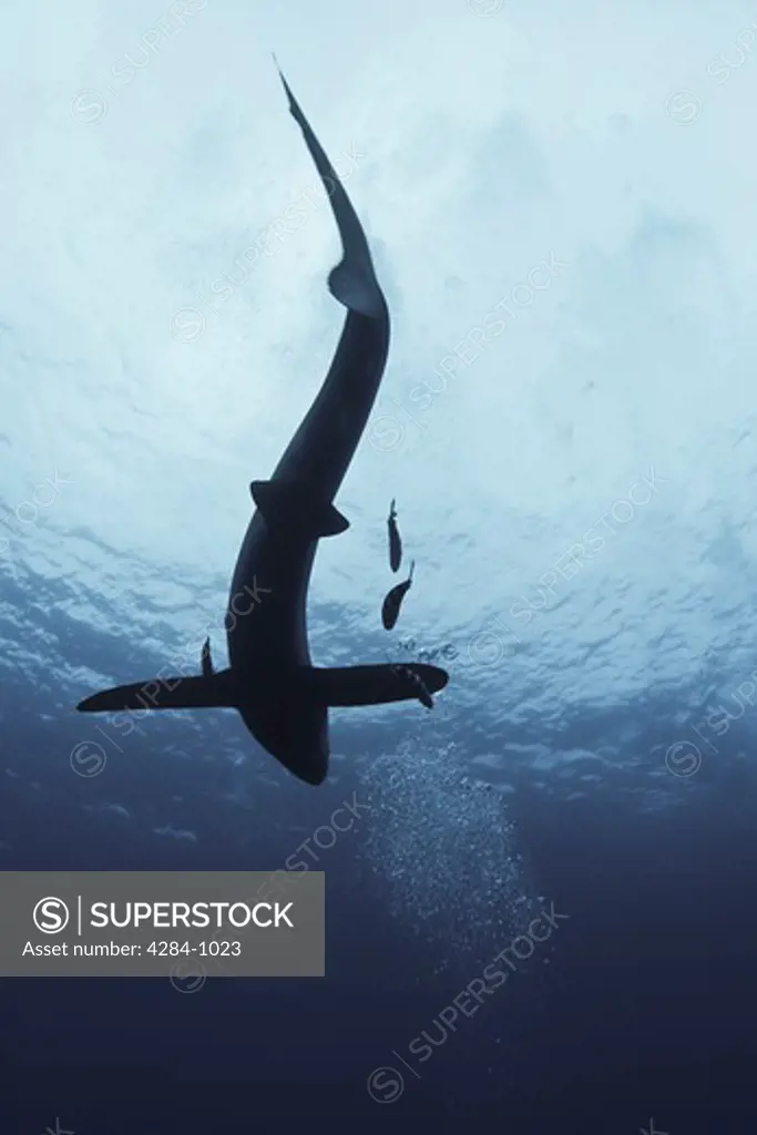 Blue shark (Prionace glauca) underwater