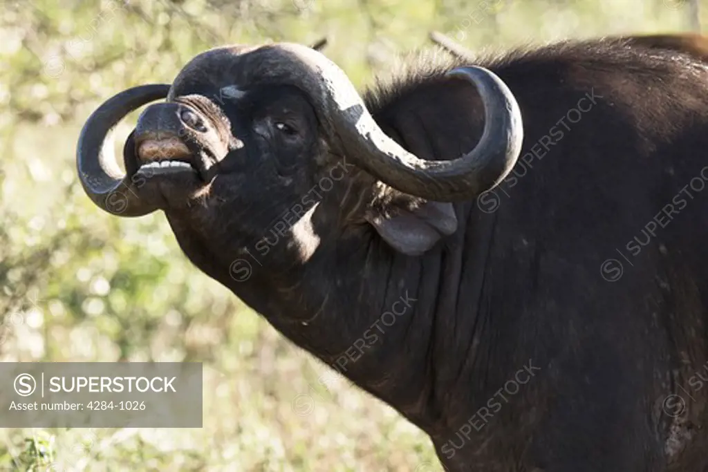 Cape Buffalo (Syncerus caffer), Timbavati Game Reserve, Limpopo Province, South Africa