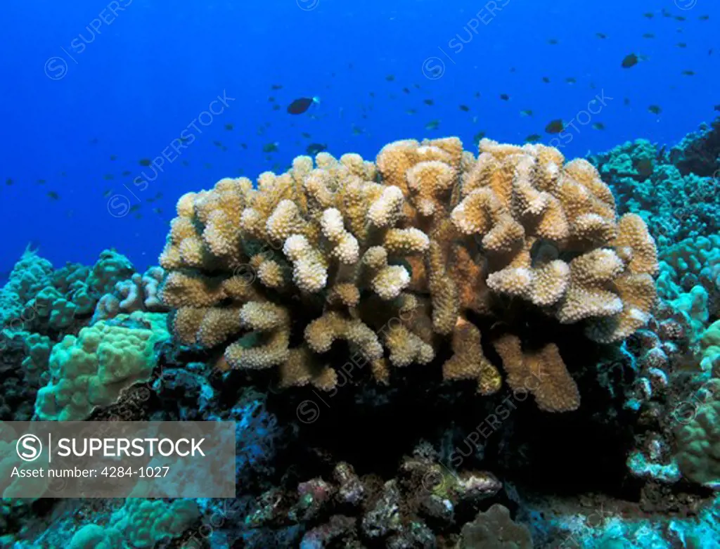 Coral reef, Kona, Hawaii, USA
