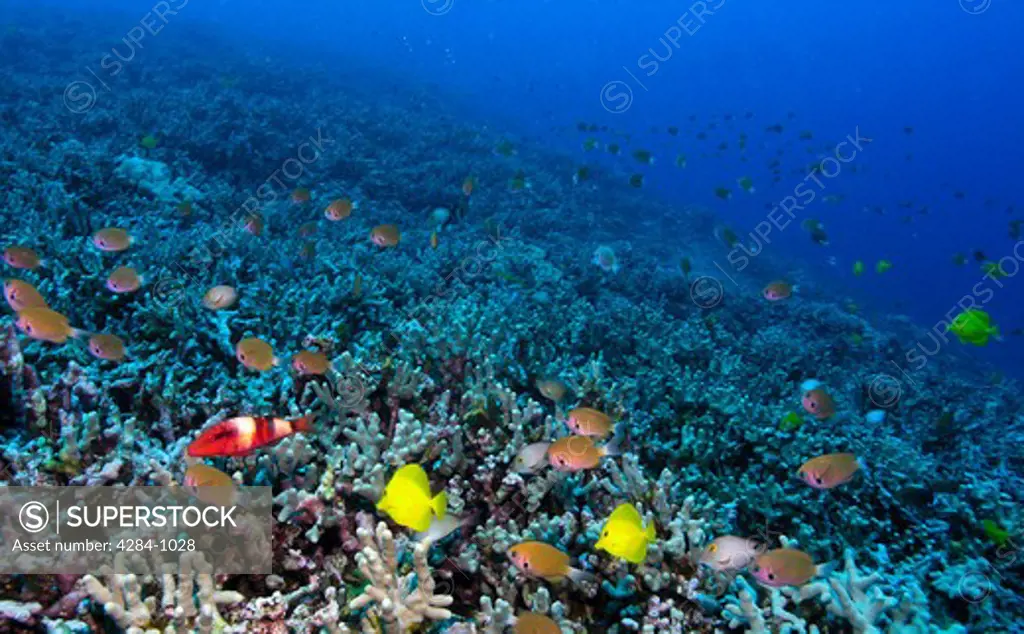 Colorful fish underwater, Kona, Hawaii, USA