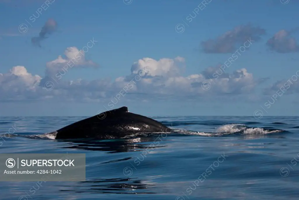 Humpback whale (Megaptera novaeangliae) swimming in the ocean, Turks and Caicos Islands