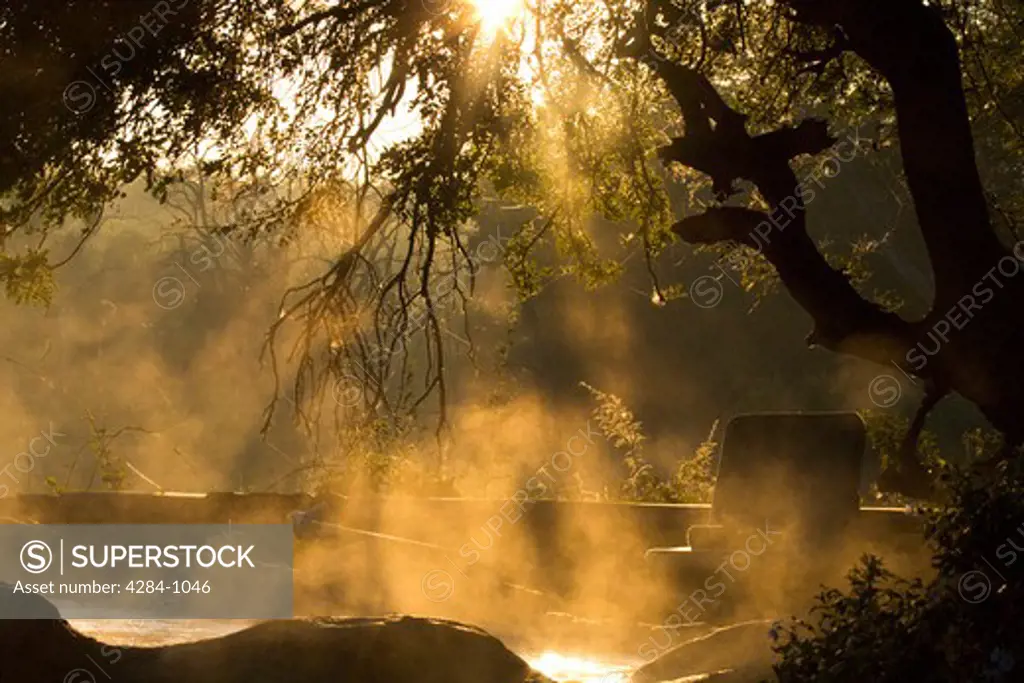 Forest covered with fog, Timbavati Game Reserve, Limpopo Province, South Africa
