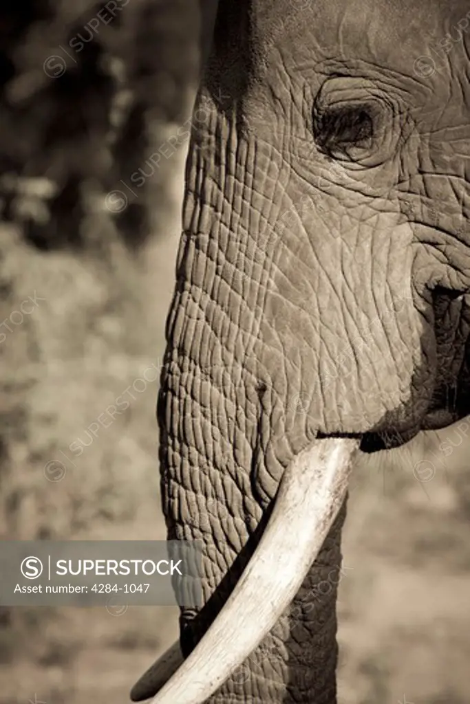 Close-up of an African elephant (Loxodonta africana), Timbavati Game Reserve, Limpopo Province, South Africa