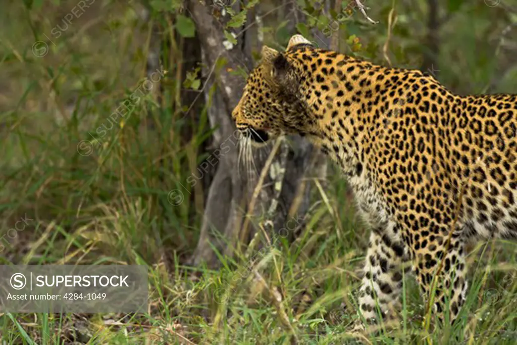 Leopard (Panthera pardus) in a forest, Timbavati Game Reserve, Limpopo Province, South Africa
