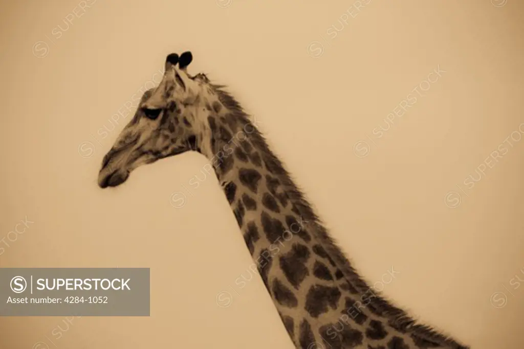 Giraffe (Giraffa camelopardalis), Timbavati Game Reserve, Limpopo Province, South Africa
