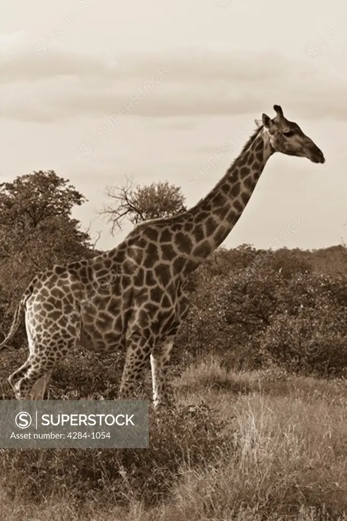 Giraffe (Giraffa camelopardalis) in a forest, Timbavati Game Reserve, Limpopo Province, South Africa