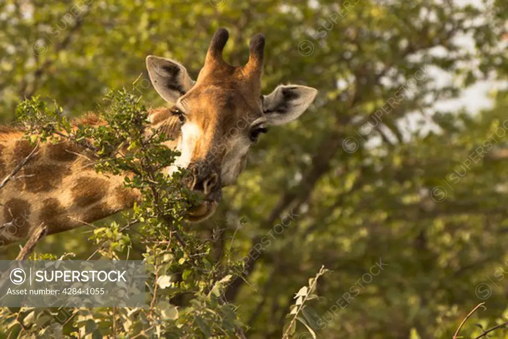 Giraffe (Giraffa camelopardalis) grazing in a forest, Timbavati Game Reserve, Limpopo Province, South Africa