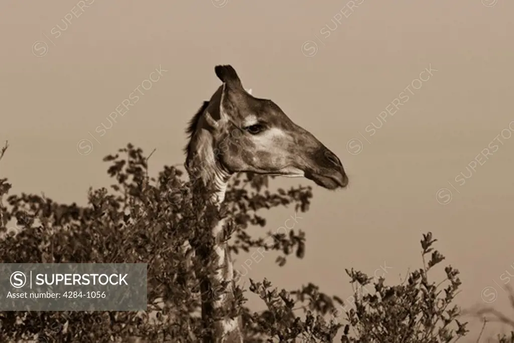 Giraffe (Giraffa camelopardalis) peeking over a tree, Timbavati Game Reserve, Limpopo Province, South Africa