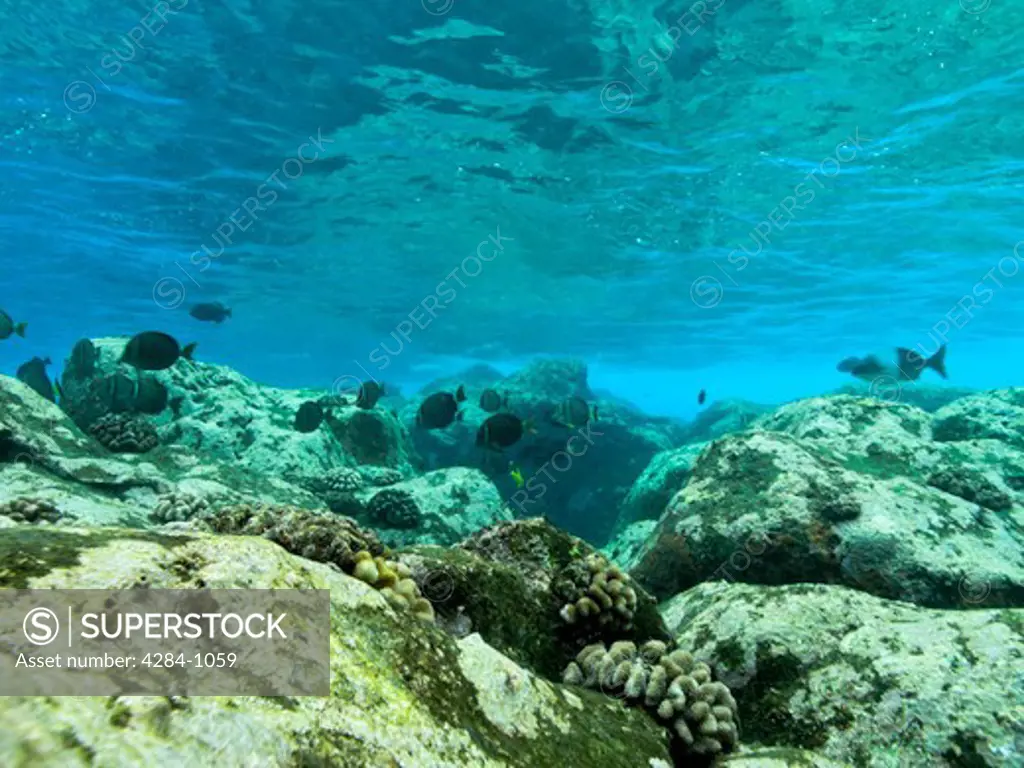 School of fish underwater, Kona, Hawaii, USA