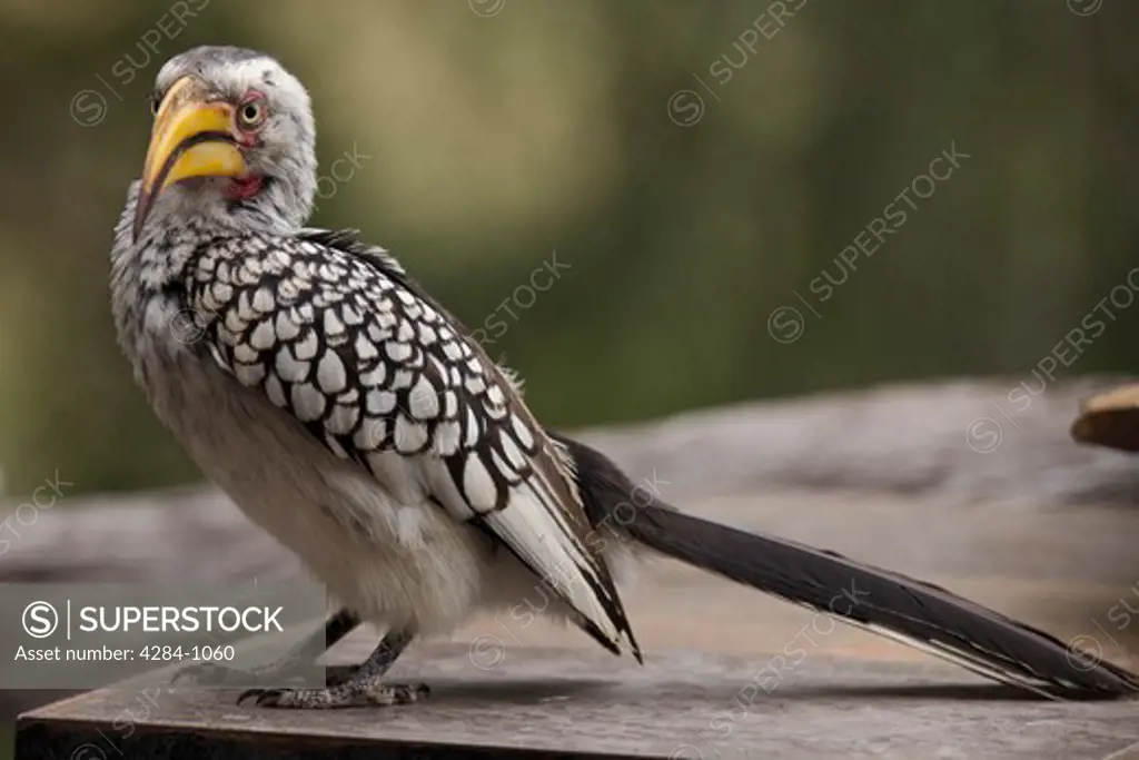 Close-up of a Yellow-Billed hornbill (Tockus leucomelas), Timbavati Game Reserve, Limpopo Province, South Africa