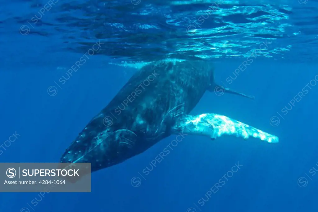 Humpback whale (Megaptera novaeangliae) underwater, Turks and Caicos Islands