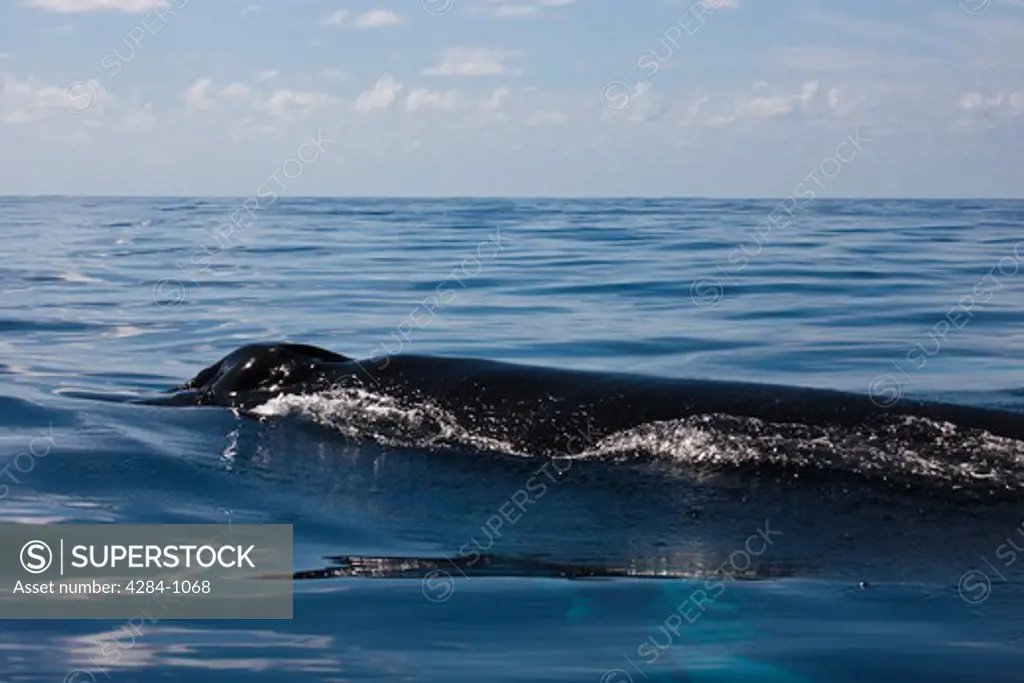 Humpback whale (Megaptera novaeangliae) with its calf in the ocean, Turks and Caicos Islands
