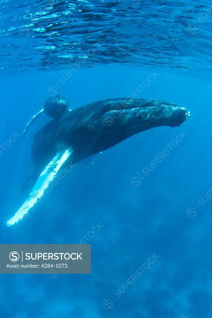 Humpback whale (Megaptera novaeangliae) with its calf underwater, Turks and Caicos Islands