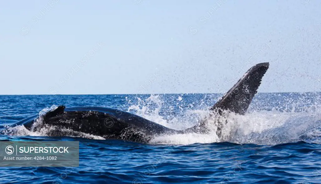 Humpback whale (Megaptera novaeangliae) breaching in the ocean, Turks and Caicos Islands