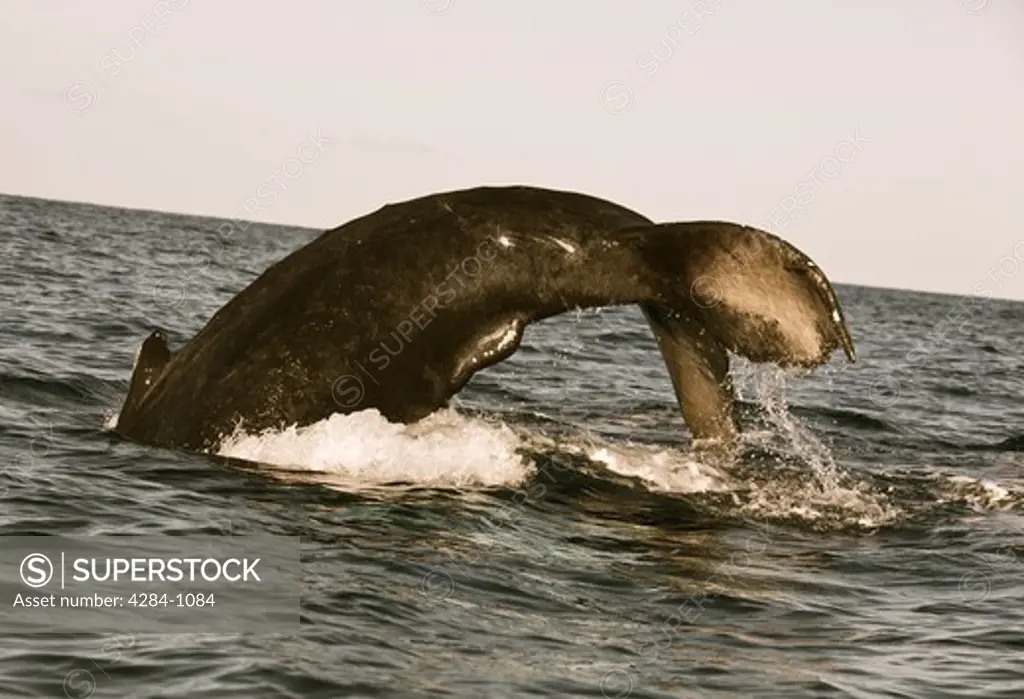 Humpback whale (Megaptera novaeangliae) breaching in the ocean, Turks and Caicos Islands
