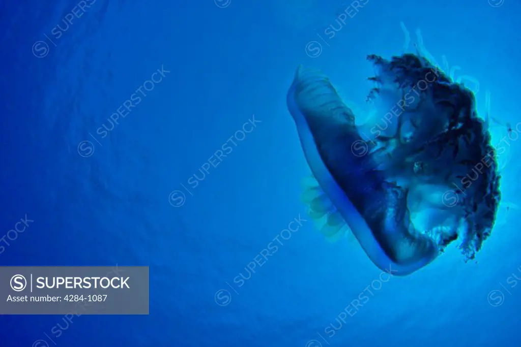 Moon jellyfish (Aurelia aurita) taken in the Red Sea