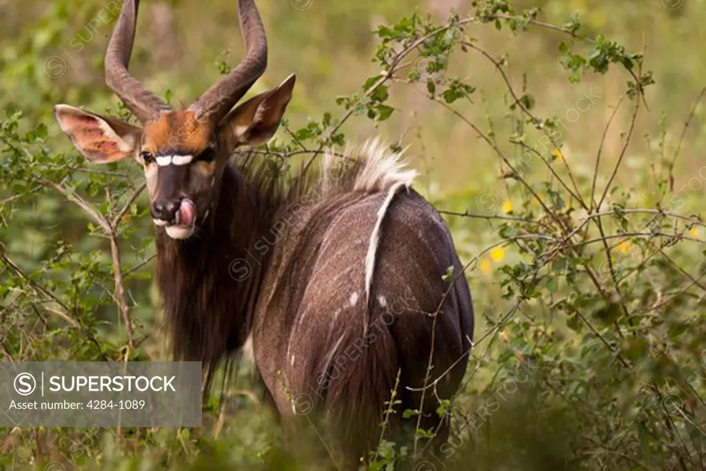Nyala (Tragelaphus angasi) grazing in a forest, Timbavati Game Reserve, Limpopo Province, South Africa