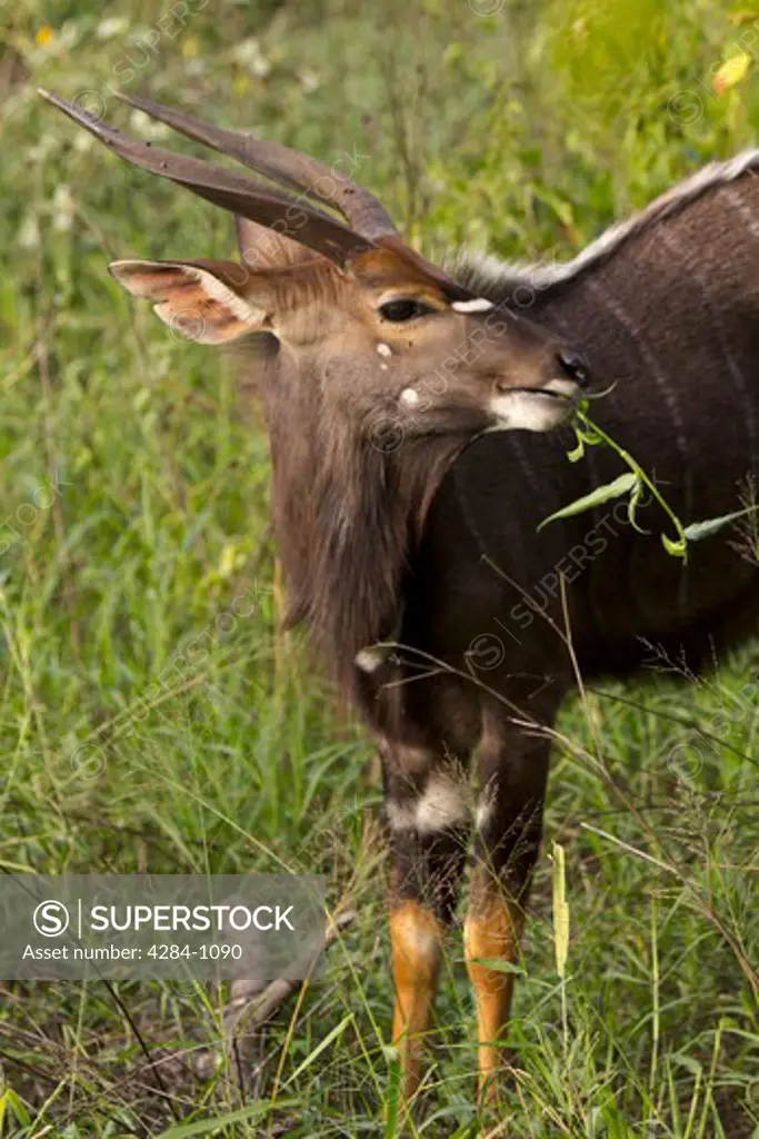 Nyala (Tragelaphus angasi) grazing in a forest, Timbavati Game Reserve, Limpopo Province, South Africa