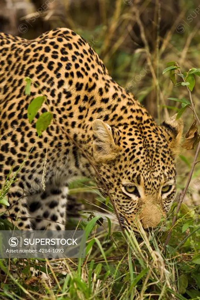 Close-up of a leopard (Panthera pardus) in a forest, Timbavati Game Reserve, Limpopo Province, South Africa